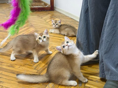 Özel kan hattı british shorthair golden (ny11 & ny25)
