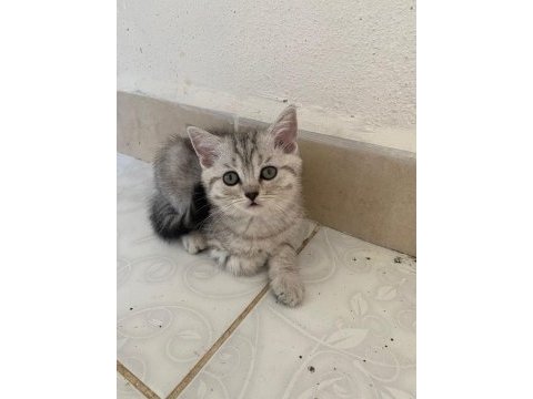 3 aylık british shorthair yavrularımız