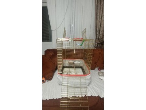 Sultan papağanı yaninda kafes ve 5 kilo yem ve arac gerec