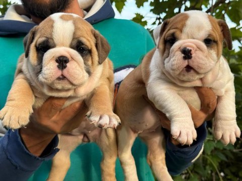 Tombiş bulldog çocuklar