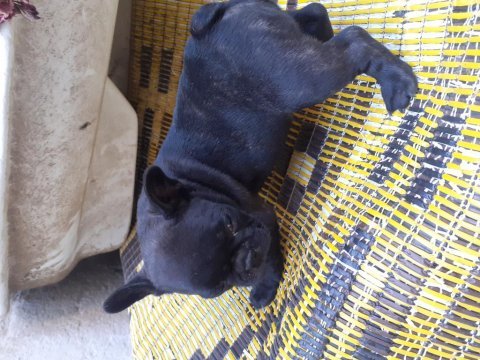 Safkan anne ve babadan french bulldog
