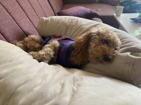 Çok akıllı 2 yaşında toy poodle