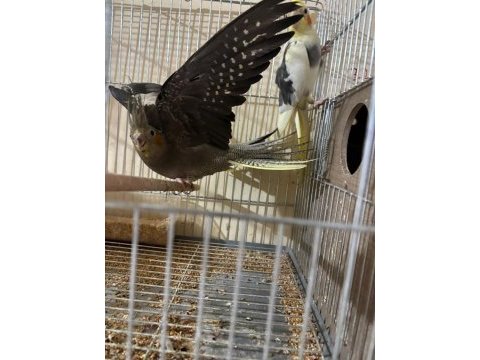 3. kuluçkada yavrulu hazır takım sultan papağanı