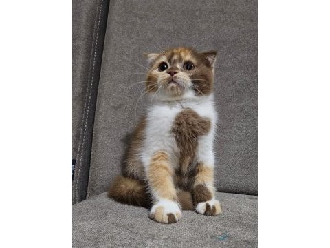 Uygun koca kafalı scottish fold yavruları