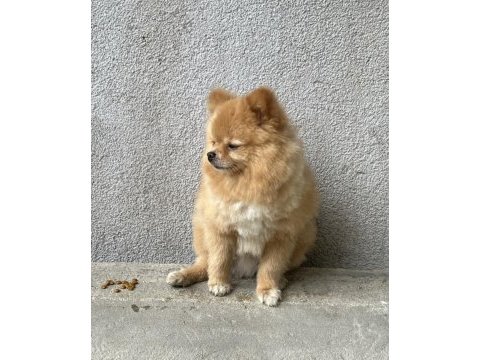 0 boy pomeranian oğlumuz yeni yuvasını arıyor