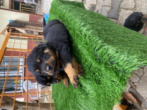İki adet dişi yavru rottweiler