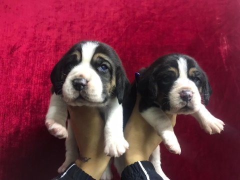 Beagle yavrularımız