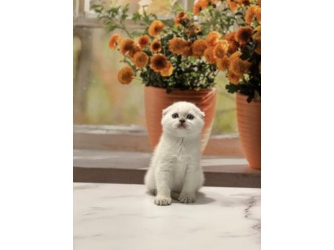 Scottish fold yavrularımız 