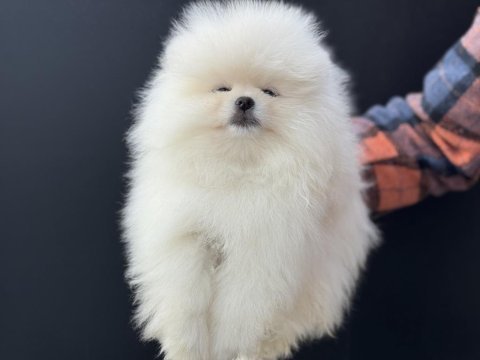 Petmode köpek çiftliğinden hazır 5 adet pomeranian 