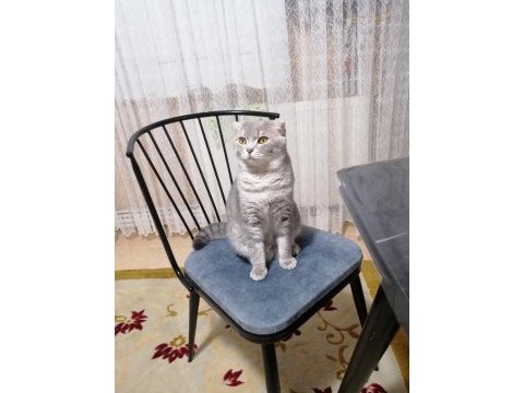 Kedi çiftleştirme scottish fold