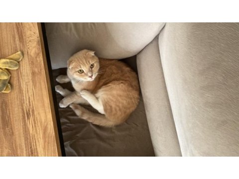 4 yaşında erkek scottish fold