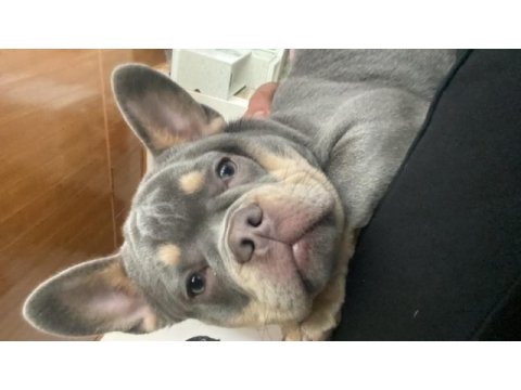 Lilac tan isabella taşıyıcı fluffy carier french bulldog