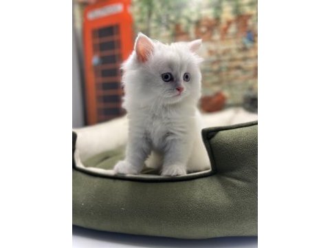 British longhair güzelliği @petclubadanaa