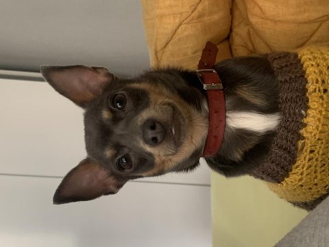 8 aylık orjinal 2 numara pinscher