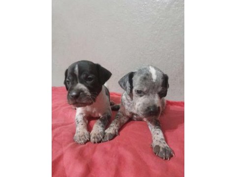 Pointer av köpeği avcı köpeğimin yavrusu
