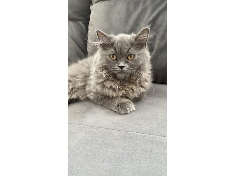 Güzel british longhair kızımız yeni sahibini bekliyor