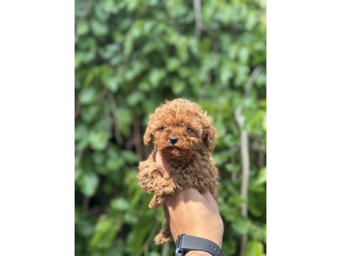Exotıc pet club toy poodle yavruları