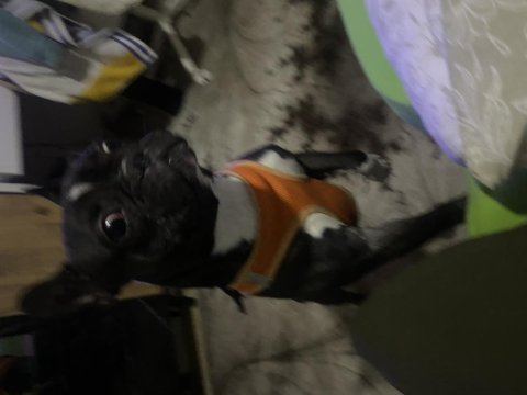 French bulldog 21.06.2022 doğumlu