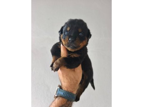 Rottweiler yavruları