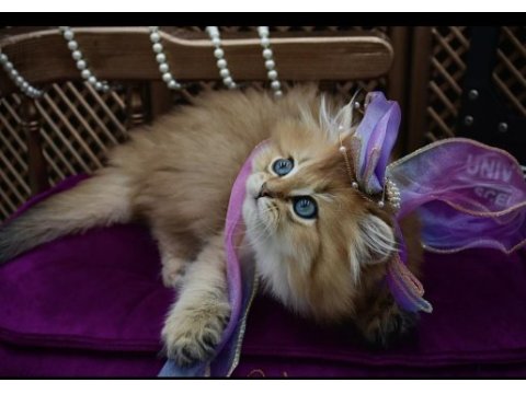 Scottish straight dişi yavrumuz yaklaşık 2.5 aylık