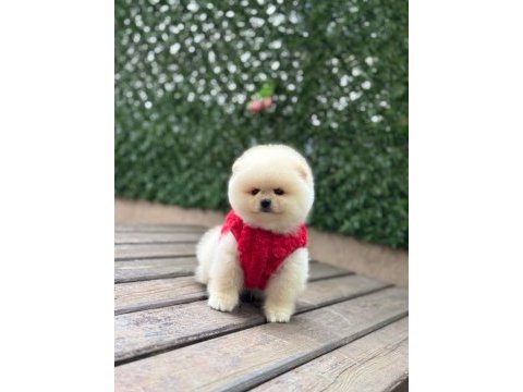 Orjinal pomeranian boo yavrular