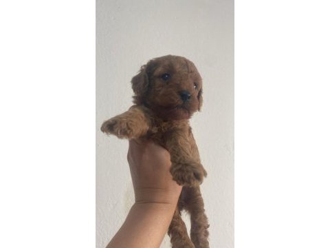 Teslime hazir orjinal toy poodle bebekler