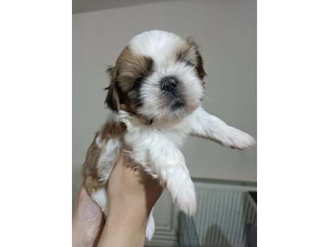 Yetiştirici aileden show lıne shih tzu yavruları