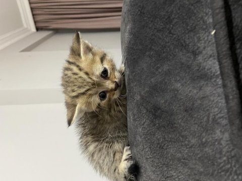 Yeni yuvalarına merhaba diyecek kediler