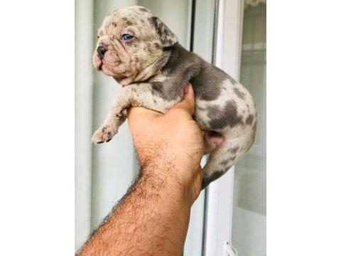 Blue lilac merly erkek ve dişi french bulldog yavrular