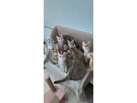 British shorthair evcilmen yavrularımız