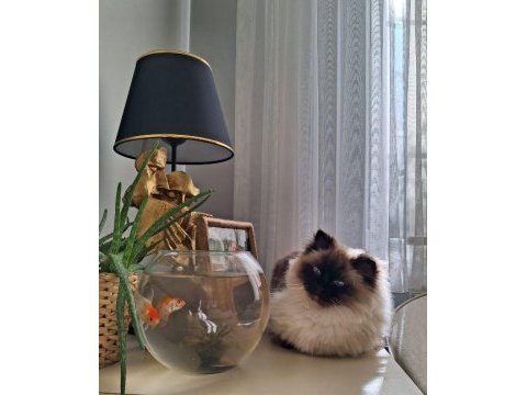 Ragdoll kedimiz için kalıcı ve sevgi dolu ev