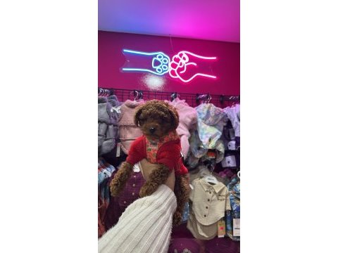 Red brown toy poodle yavrular