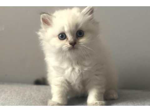 British longhair silver point