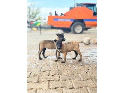 Kalitenin tek adresi a+ kalite malinois yavrular