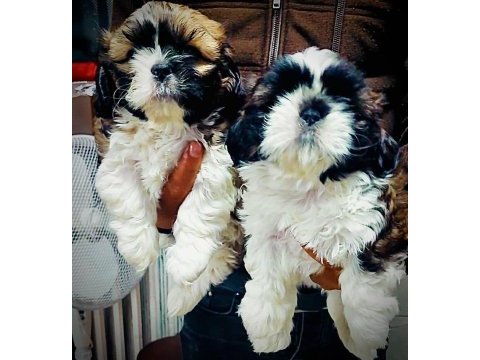 Shih tzu yavrular