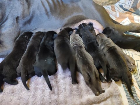 Orjinal cane corso