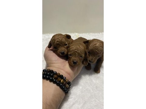 Red brown renk kore kan poodle bebekler