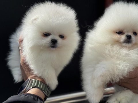 Show kalite pomeranian boo yavrularımız
