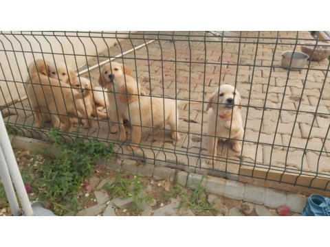 Muhteşem kaliteli golden retriever yavrularımız