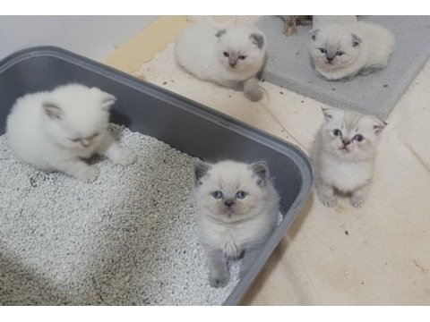 Scottish fold british shorthair blue point bebekler