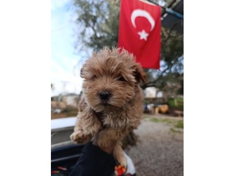 Maltipoo yavrum 55 günlük