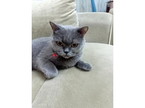 1 yaşında british shorthair