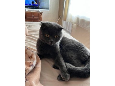 Ücretsiz sahiplendirilecektir 1 yaşında scottish fold