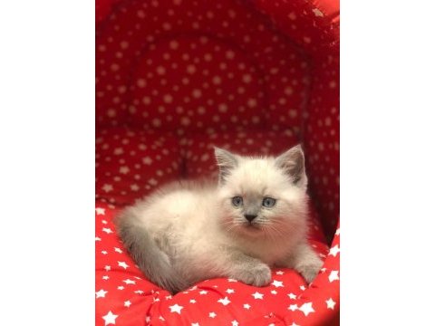 Brıtısh shorthair blue point yavrularım 