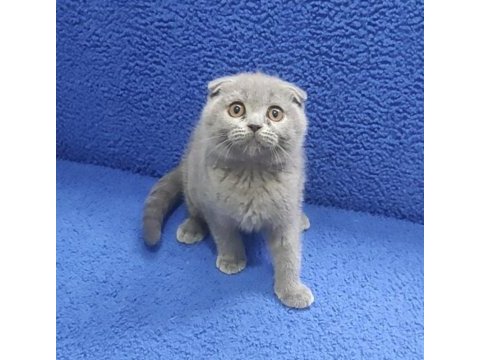 İstanbul içi 7/24 adrese teslim scottish fold ponçik
