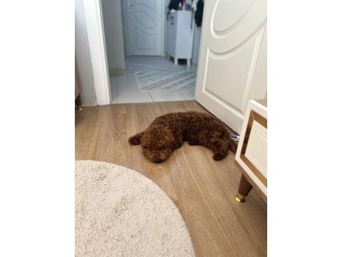Kucak aşığı sevecen toy poodle
