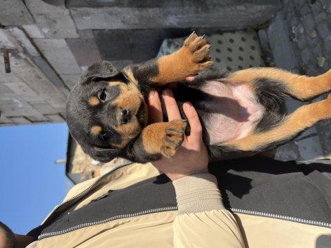 Acil sahiplendirilecektir rottweiler yavruları