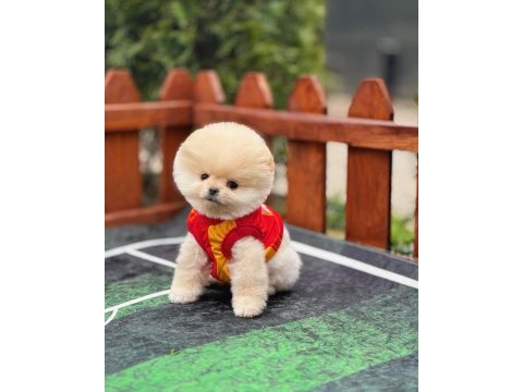Büyümeyen cins pomeranian boo