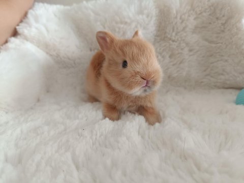 Cüce tavşan bebeklerimiz