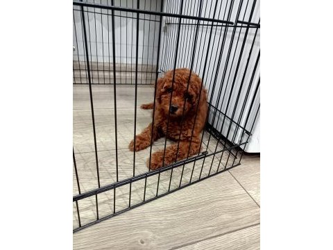 Kore poodle yavrumuz